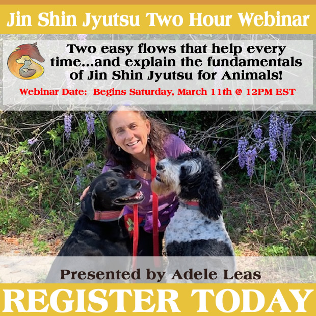 Two Easy Flows that Help Every Time…and Explain the Fundamentals of Jin Shin Jyutsu for Animals!
