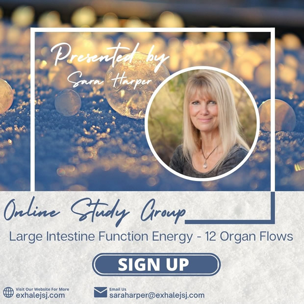 Large Intestine Function Energy – Online Study Group – The 12 Organ Flows