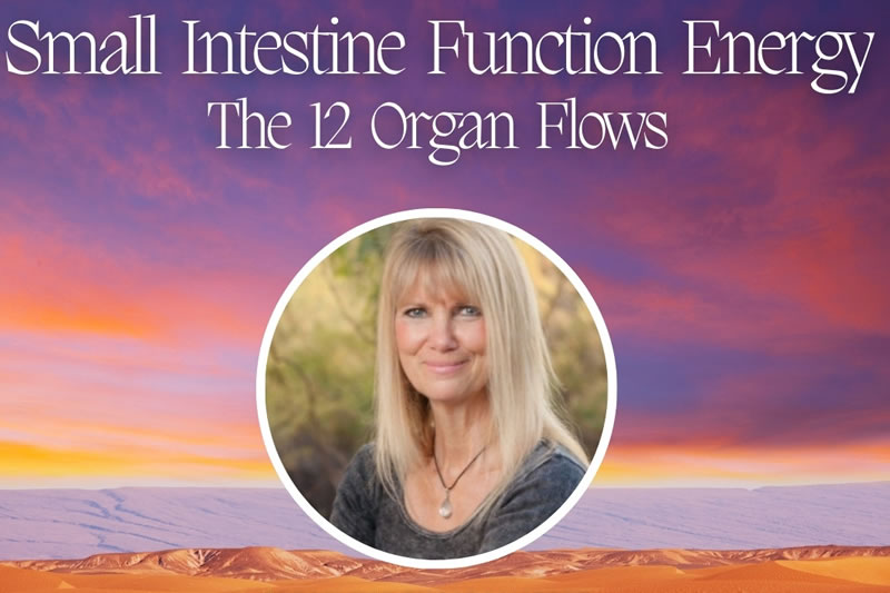 Small Intestine Function Energy - Online Study Group